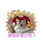 天使ん爛漫ハムスターきいちゃん（個別スタンプ：1）