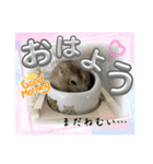 天使ん爛漫ハムスターきいちゃん（個別スタンプ：5）