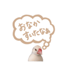 日常で使える！仲良し白文鳥ツインズ♪（個別スタンプ：6）