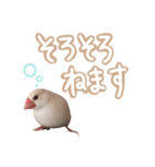 日常で使える！仲良し白文鳥ツインズ♪（個別スタンプ：14）