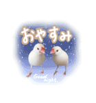 日常で使える！仲良し白文鳥ツインズ♪（個別スタンプ：24）