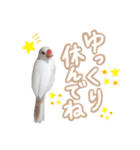 日常で使える！仲良し白文鳥ツインズ♪（個別スタンプ：35）