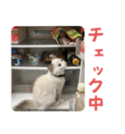 そらんぷ〜はたらく白猫ver〜（個別スタンプ：18）