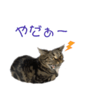 はる（日常）（個別スタンプ：3）
