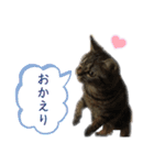はる（日常）（個別スタンプ：5）