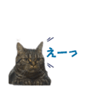 はる（日常）（個別スタンプ：11）