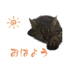 はる（日常）（個別スタンプ：14）