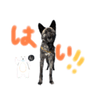 ハク シェプスキー✖️秋田犬 Part2（個別スタンプ：2）