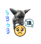 ハク シェプスキー✖️秋田犬 Part2（個別スタンプ：4）