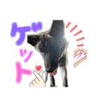 ハク シェプスキー✖️秋田犬 Part2（個別スタンプ：6）