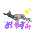 ハク シェプスキー✖️秋田犬 Part2（個別スタンプ：8）