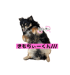 ヨーキーのねぎま君（個別スタンプ：14）