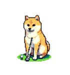 ドット絵 スポーツする 柴犬 40種 しばけん（個別スタンプ：10）