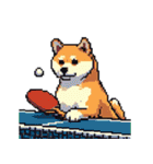 ドット絵 スポーツする 柴犬 40種 しばけん（個別スタンプ：37）