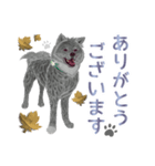 気まぐれ秋田犬の時来和さん。（個別スタンプ：6）