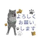 気まぐれ秋田犬の時来和さん。（個別スタンプ：16）