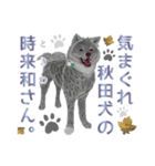 気まぐれ秋田犬の時来和さん。（個別スタンプ：20）