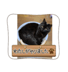 もふねこタイム2（個別スタンプ：11）