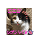 もふねこタイム2（個別スタンプ：23）