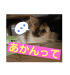 もふねこタイム2（個別スタンプ：33）