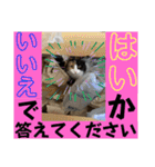 もふねこタイム2（個別スタンプ：40）