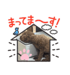 トイプードル 2（個別スタンプ：3）