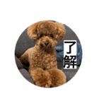 トイプードル 2（個別スタンプ：4）