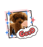 トイプードル 2（個別スタンプ：7）