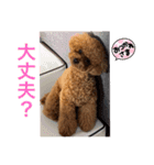 トイプードル 2（個別スタンプ：8）