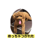 トイプードル 2（個別スタンプ：9）