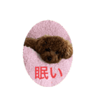 トイプードル 2（個別スタンプ：10）