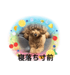 トイプードル 2（個別スタンプ：12）