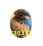 トイプードル 2（個別スタンプ：13）