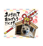 柴犬はな お正月（個別スタンプ：1）