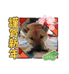 柴犬はな お正月（個別スタンプ：4）