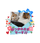 ちゃりスタンプ3（個別スタンプ：29）