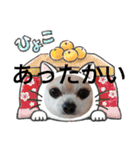 428(4)（個別スタンプ：10）