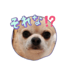 428(4)（個別スタンプ：14）