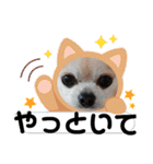 428(4)（個別スタンプ：37）