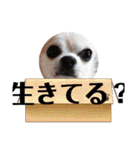 428(4)（個別スタンプ：40）