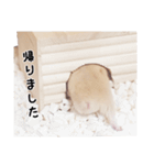 キンクマハムスターぽてとの日常①（個別スタンプ：5）