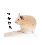 キンクマハムスターぽてとの日常①（個別スタンプ：31）