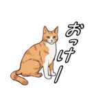 少しだけウザい猫のスタンプ②（個別スタンプ：27）