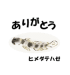 fish in the sea 10（個別スタンプ：24）