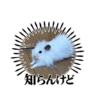 ハムスターもっち（個別スタンプ：8）