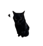 黒猫のもふ③（個別スタンプ：6）
