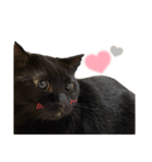 黒猫のもふ③（個別スタンプ：8）