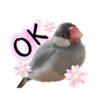文鳥のふくむぎ2（個別スタンプ：1）