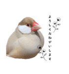文鳥のふくむぎ2（個別スタンプ：2）