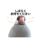 文鳥のふくむぎ2（個別スタンプ：3）